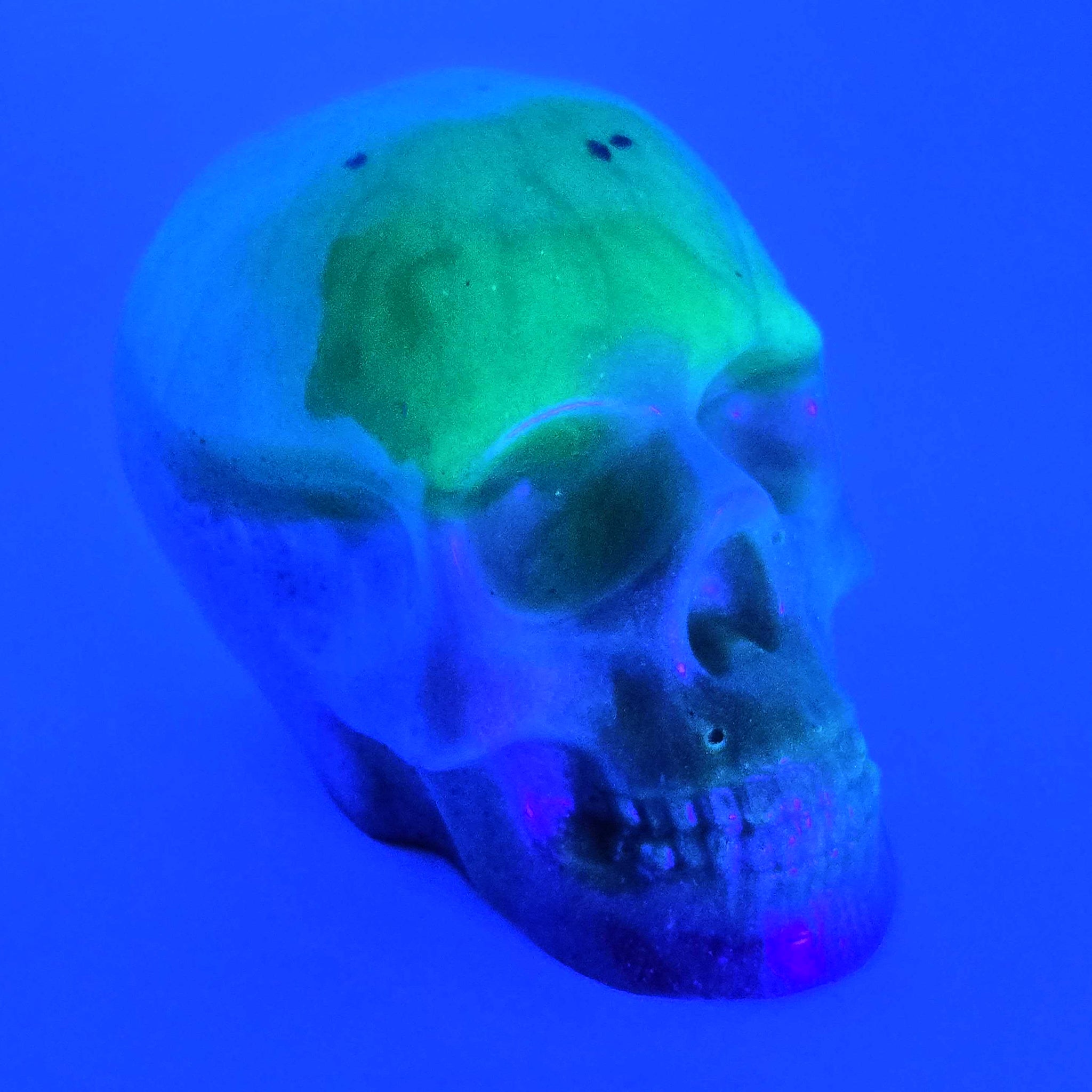 Viriditas Bonehead