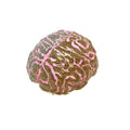 Bubblegum Brainmatter